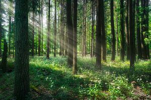 Sonnenlicht durch Waldbäume im Foreste Casentinesi Park