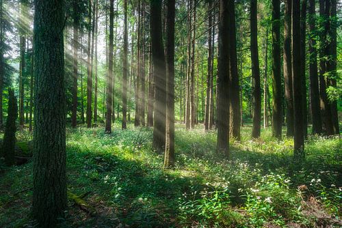 Zonlicht door bosbomen in Foreste Casentinesi Park