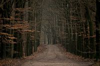 Way to nature
