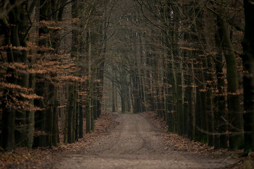 Way to nature by Marja Riedstra