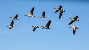 Fliegende Gänse