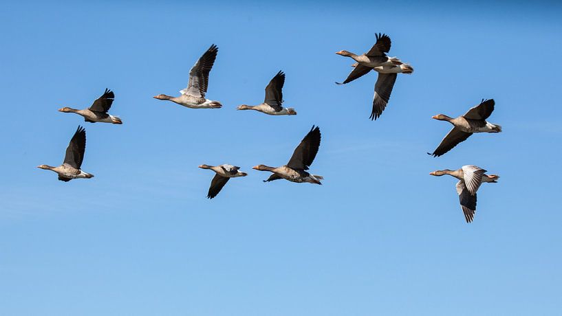 Flying geese by Special Moments MvL