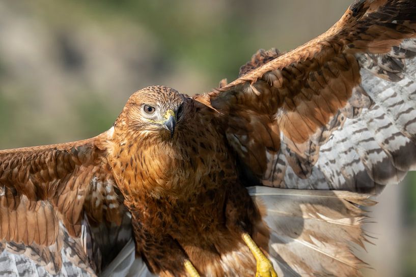 Adlerbussard von Jan van Vreede