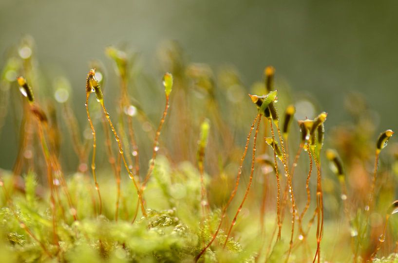 Mos in de herfst by Margo Biewinga