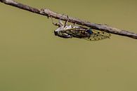 Provencaalse cicade ( Lyristes plebejus ) van Andrea de Vries thumbnail