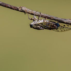 Provencal cicada ( Lyristes plebejus ) by Andrea de Vries