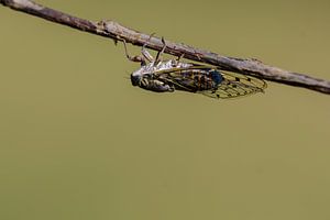 Provencaalse cicade ( Lyristes plebejus ) van Andrea de Vries