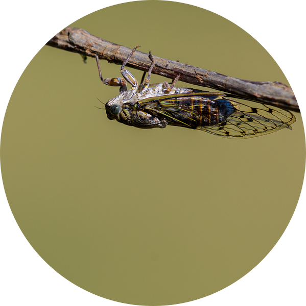 Provencaalse cicade ( Lyristes plebejus ) van Andrea de Vries