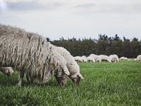 Schapen op heide