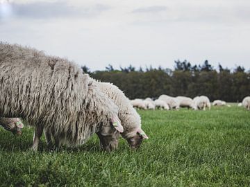 Moutons sur la lande sur Photos by Francis