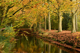 Herbst im Buchenwald, mit sich im Wasser spiegelnden Bäumen.