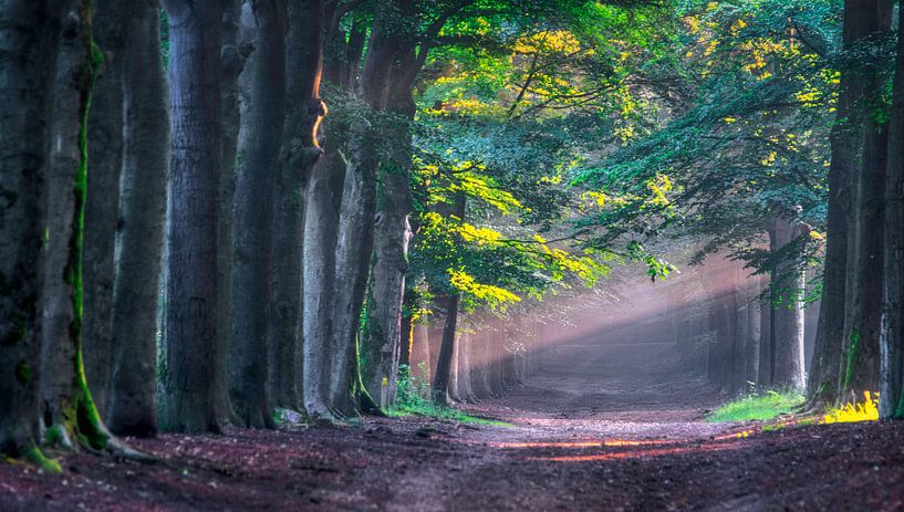 Lichtstrahlen von Robin Pics (verliefd op Utrecht)