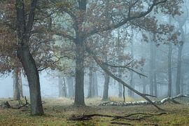 Ethereal by Ellen Borggreve