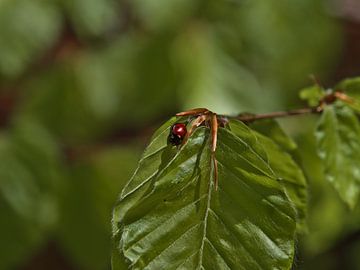 Minuscule coccinelle sur une feuille de hêtre sur Timon Schneider