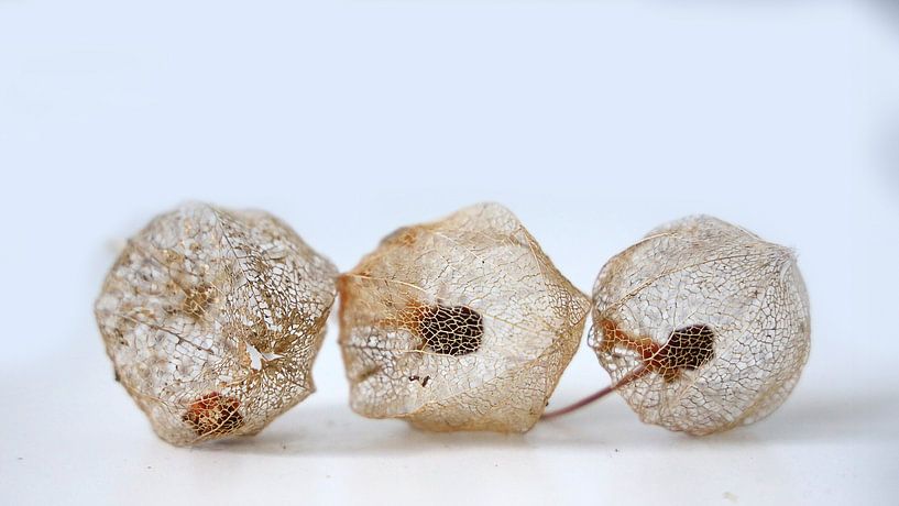 Lampionblume von Henk Langerak