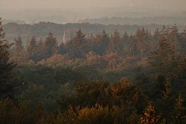 Thorn, Kaapse Bossen sur Lisa Antoinette Photography