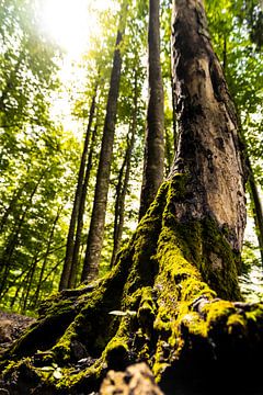 La nature à l'état pur sur Stephan Zaun