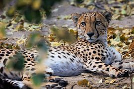 Cheetah by FotovandeGraaff Wildlife fotografie Afrika