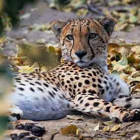 Jachtluipaard van FotovandeGraaff Wildlife fotografie Afrika
