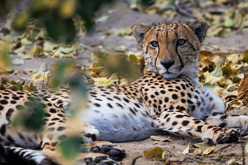 Cheetah by FotovandeGraaff Wildlife fotografie Afrika