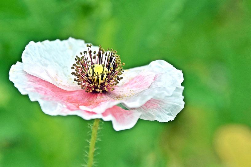 een witte klaproos in mijn tuin van Werner Lehmann
