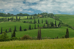 Cipressen bomen in Toscane Italie.