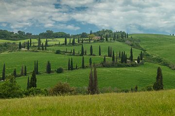 Cipressen bomen in Toscane Italie. van Menno Schaefer