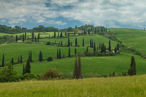 Cypress trees in Tuscany Italy.