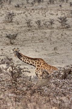 Giraffe Layer