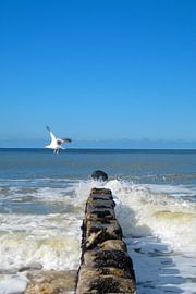 Ein Augenblick voller Dynamik von Theodor Decker