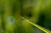 Dauwdruppels op blad - Ochtend parels