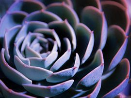 DARKSIDE OF SUCCULENTS III by Pia Schneider