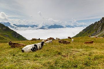 Koeien op de top van Thomas Heitz