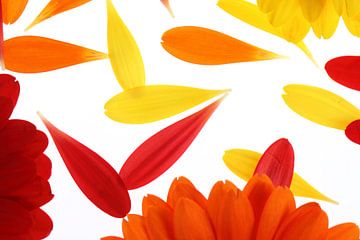 Yellow, red and orange gerbera's (2) by André Blom Fotografie Utrecht