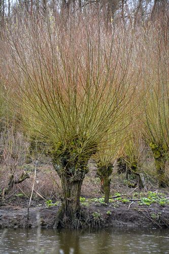 Saules de Pollard au parc naturel d'Avelingen