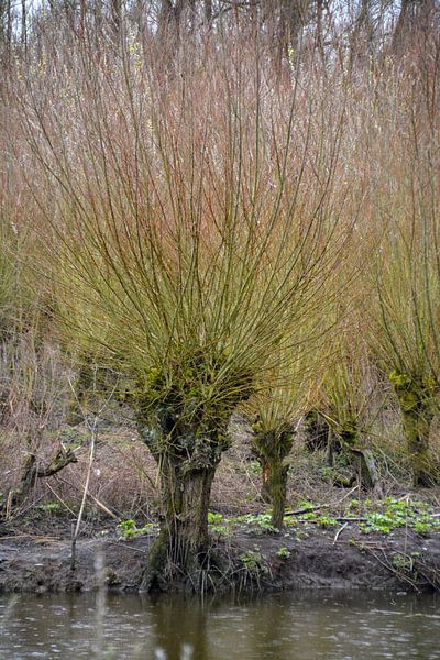 Pollard Willows at Avelingen Nature Park by FotoGraaGHanneke