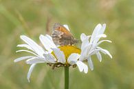 Schmetterling auf einem Gänseblümchen von Janny Beimers Miniaturansicht