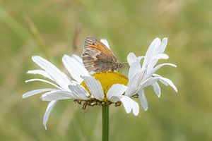 Schmetterling auf einem Gänseblümchen