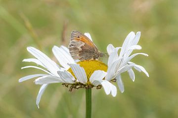 Schmetterling auf einem Gänseblümchen von Janny Beimers