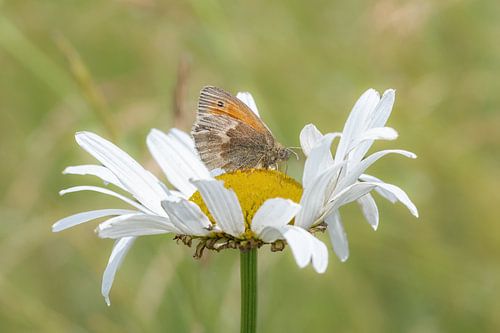 Papillon sur une marguerite
