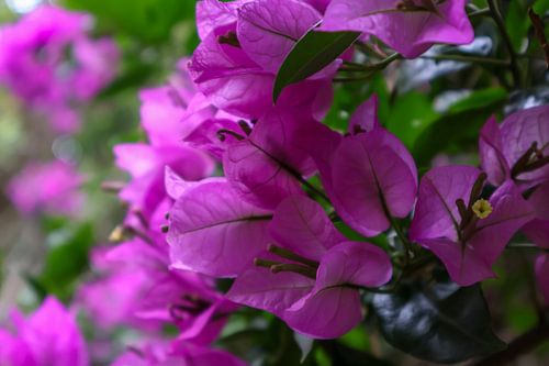 Botanische rosa Blume