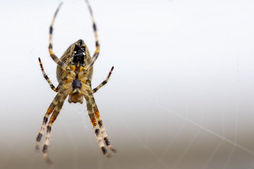 Spinne mit Kniestrümpfen von Erwin van Eekhout