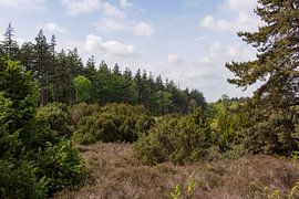 Die Frühlingssonne, Wald und Heide auf dem Lemelerberg von Deborah de Meijer