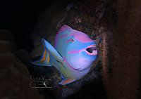 Parrotfish Smile, Bonaire