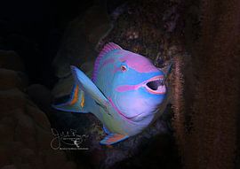 Parrotfish Smile, Bonaire by Joseph M. Bowen Photography