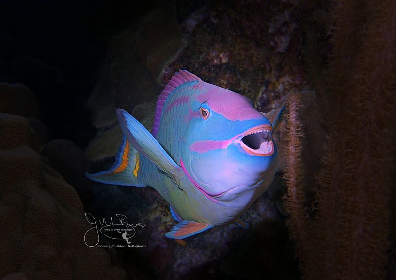 Sourire du poisson-perroquet, Bonaire par Joseph M. Bowen Photography