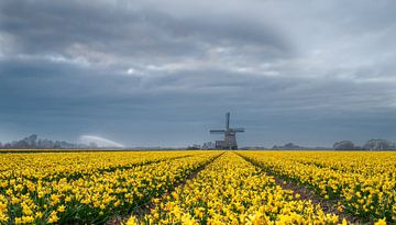 Windmill and daffodils by Menno Schaefer