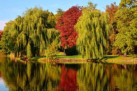 Herbst von Violetta Honkisz