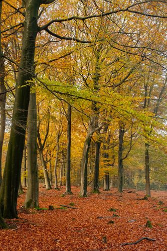 Herfst in het bos