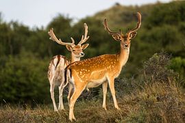 Deer in the dunes by Peter Leenen